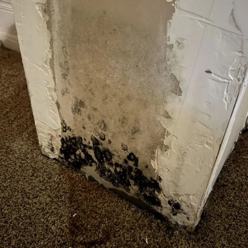 Professional Mold Removal in Midfield, AL